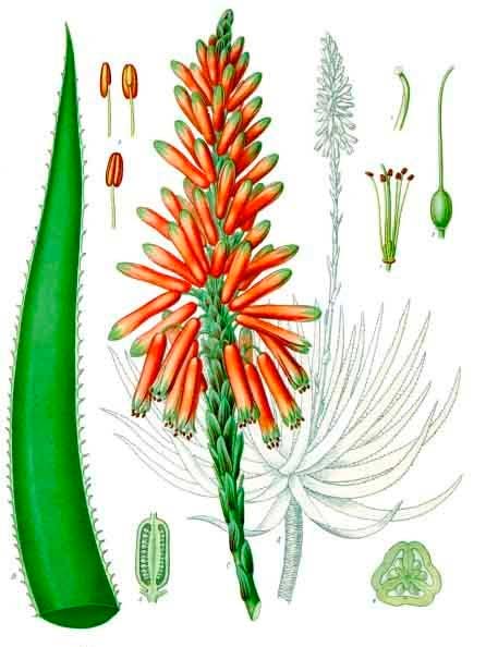 Sábila. Franz Eugen Köhler. 1896. Sábila. Franz Eugen Köhler. 1896.