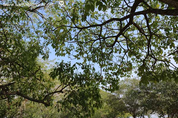 Naturaleza de la Zona Arqueológica de Tamtoc.
