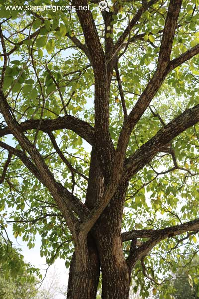 Naturaleza de la Zona Arqueológica de Tamtoc.