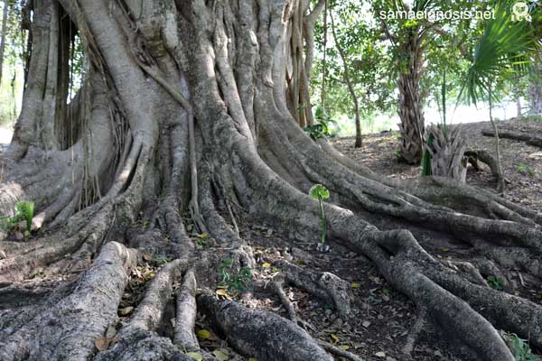 Naturaleza de la Zona Arqueológica de Tamtoc.