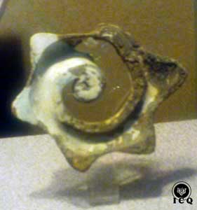 Fotos de caracoles de piezas arqueológicas, por el ICQ Gnosis. Fotos de caracoles de piezas arqueológicas, por el ICQ Gnosis.