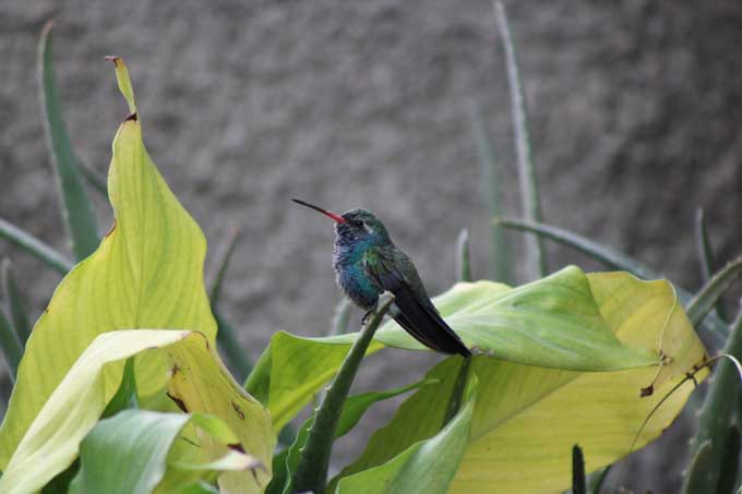 Fotografía: Citlali Yamail Rodríguez Licea (Gnosis ICQ). Colibrí. Fotografía: Citlali Yamail Rodríguez Licea (Gnosis ICQ).