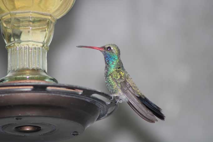 Fotografía: Citlali Yamail Rodríguez Licea (Gnosis ICQ). Colibrí. Fotografía: Citlali Yamail Rodríguez Licea (Gnosis ICQ).