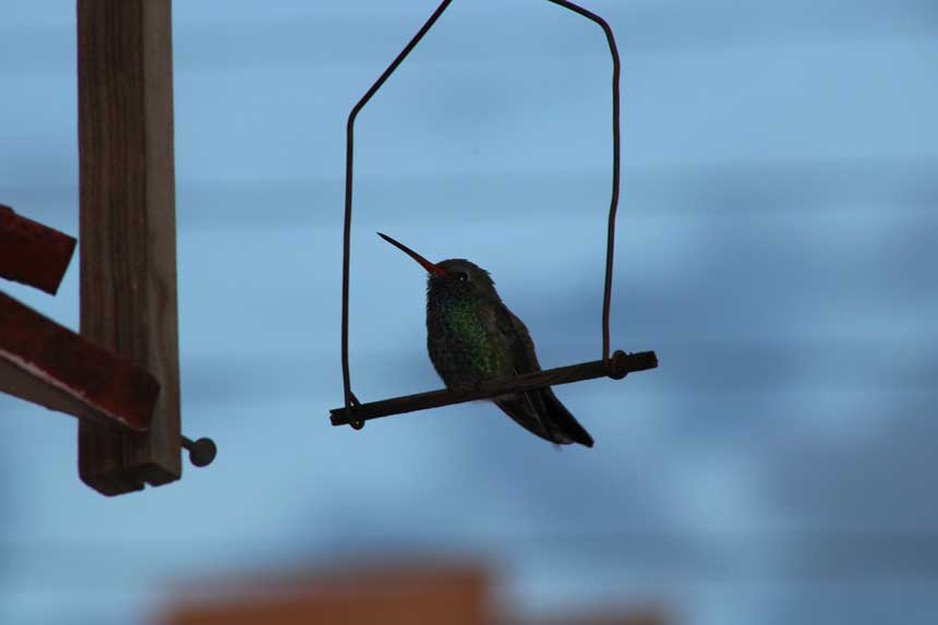 Fotografía: Citlali Yamail Rodríguez Licea (Gnosis ICQ). Colibrí. Fotografía: Citlali Yamail Rodríguez Licea (Gnosis ICQ).