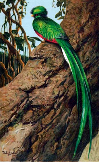 Quetzal. Enciclopedia Universal. 1920. Quetzal. Enciclopedia Universal. 1920.