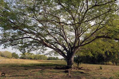 Árbol situado en la Zona Arqueológica de Tamtoc. San Luis Potosí, S.L.P. México. Árbol situado en la Zona Arqueológica de Tamtoc. San Luis Potosí, S.L.P. México.