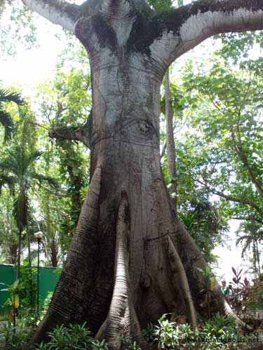 El árbol de la ceiba es sagrado para los mayas, es la representación del Árbol de la Vida. Zona Arqueológica de “La Venta” Tabasco, México. 