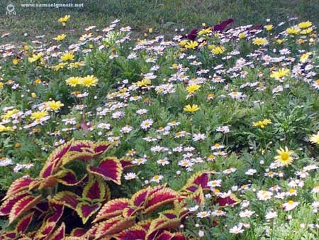 «Flores: Virtudes del alma.» «Flores: Virtudes del alma.»